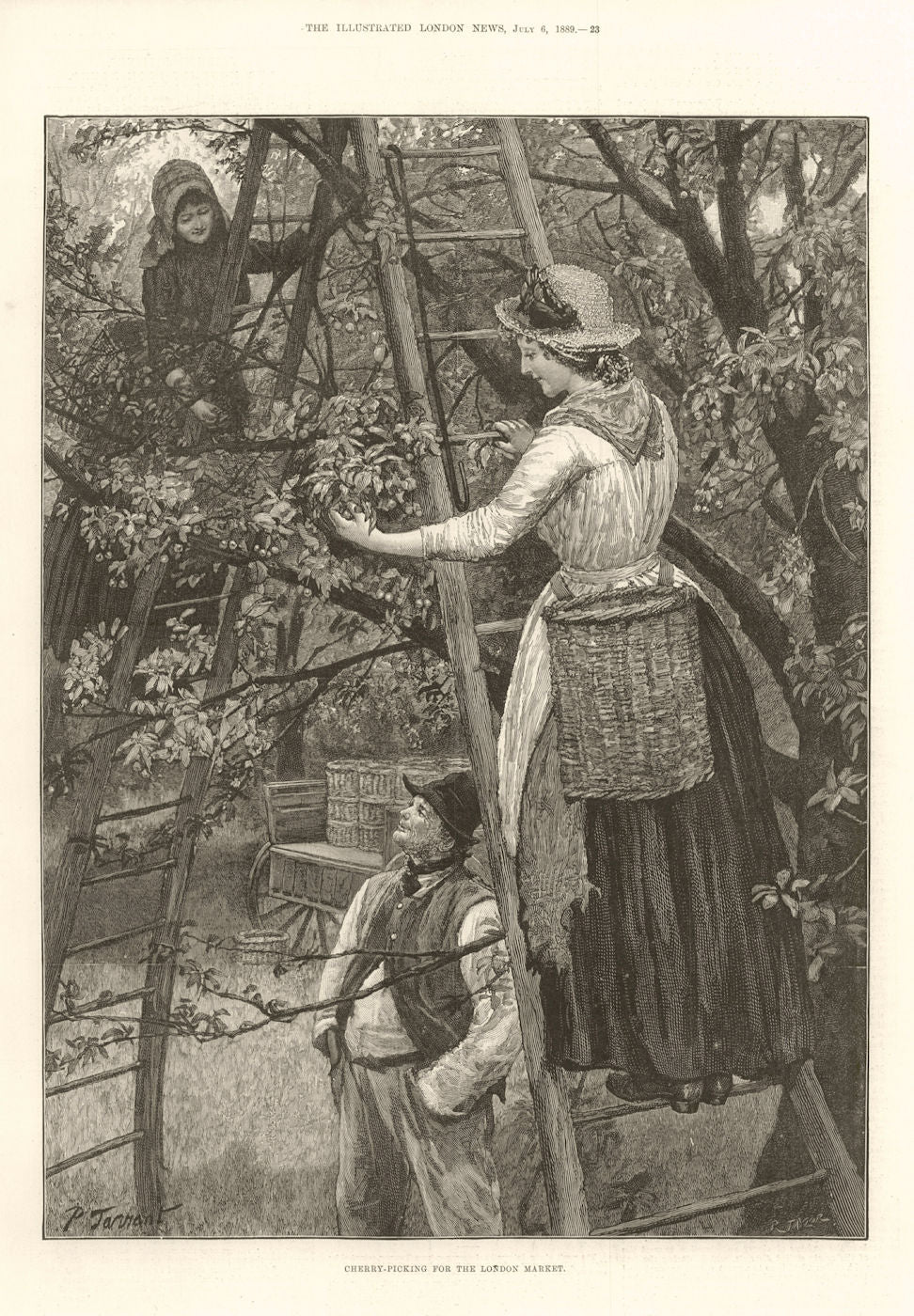 Cherry-picking for the London market. Farming. Fruit ladders 1889 old print